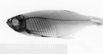 Media type: image;   Ichthyology 32828